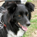 Tara was adopted in June, 2006